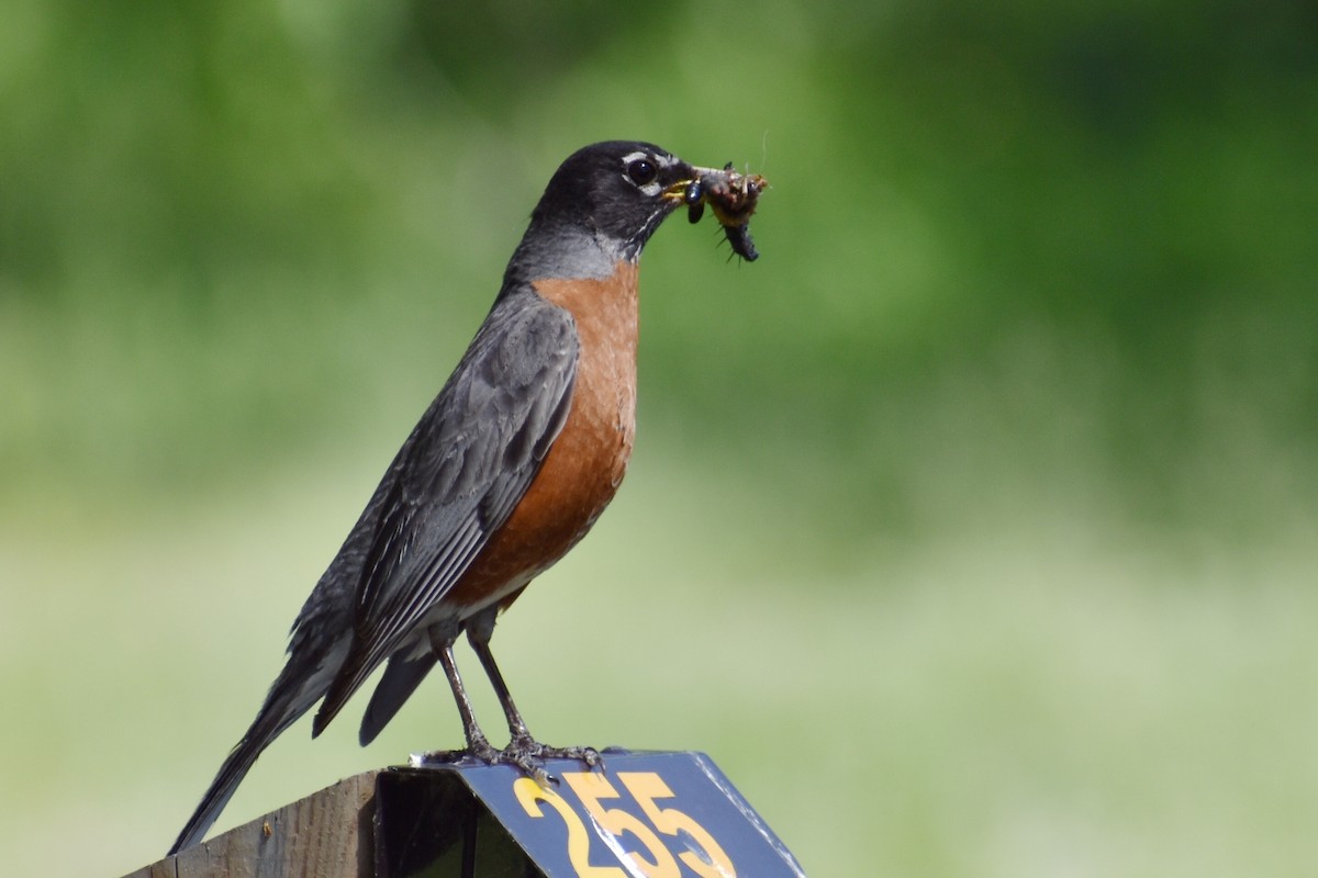 American Robin - ML349246631