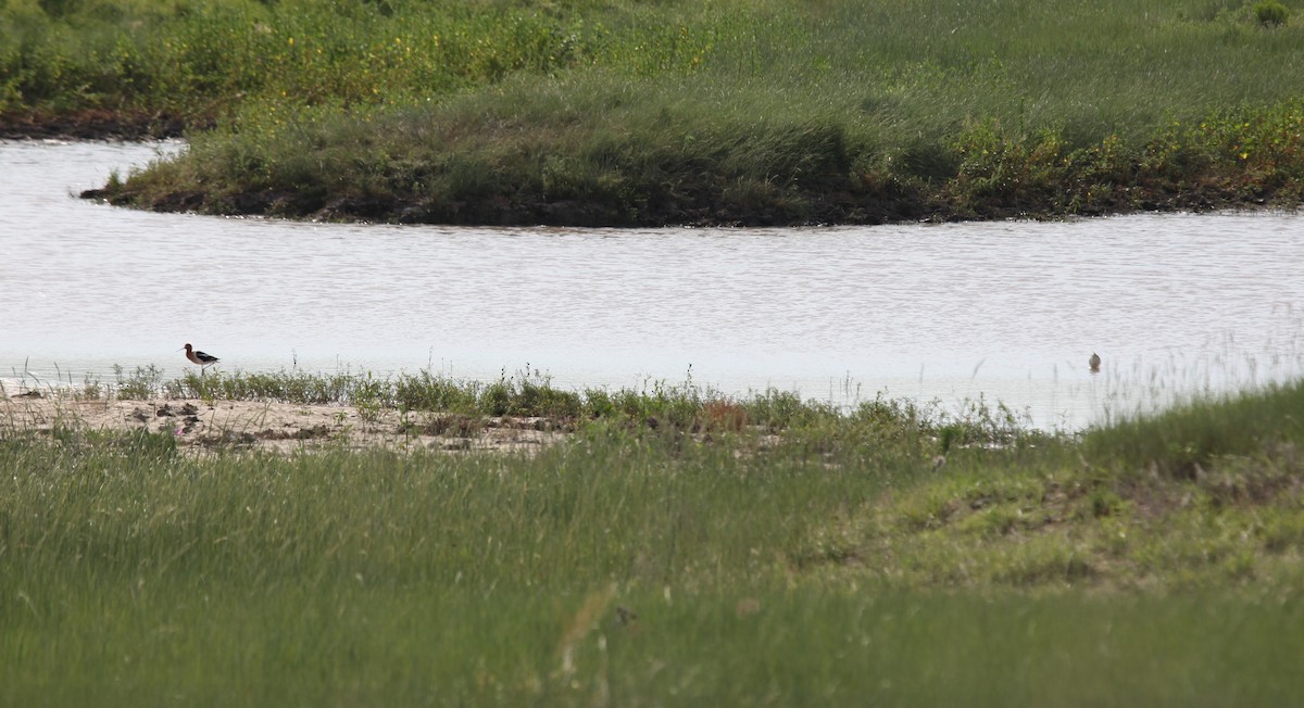 Avoceta Americana - ML349247731