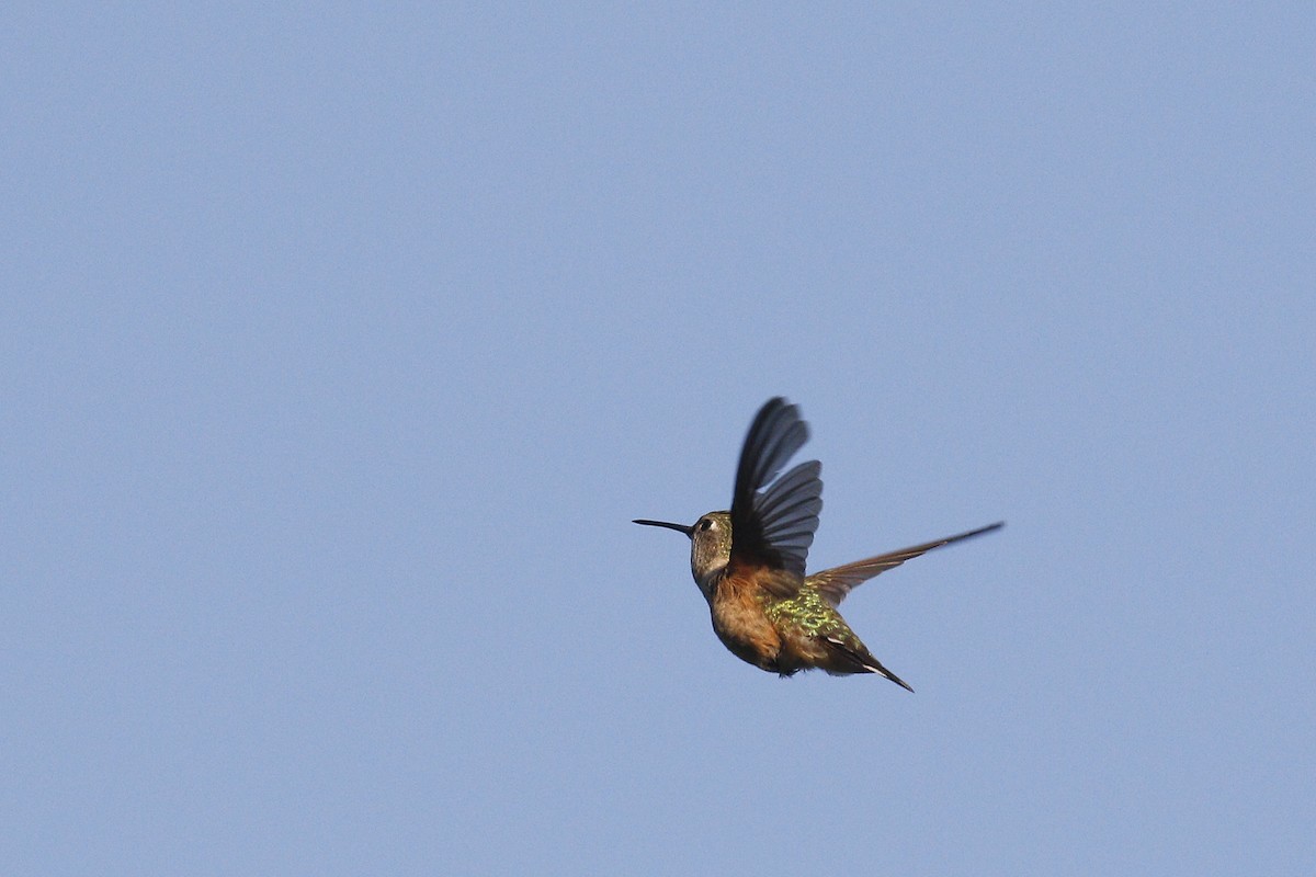 Broad-tailed Hummingbird - ML349251151