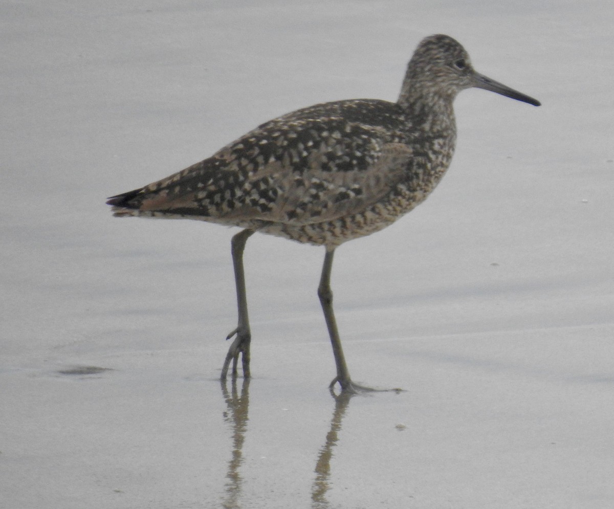 Willet (Western) - ML349254731