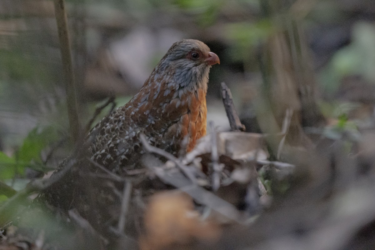 Bearded Wood-Partridge - ML349254931