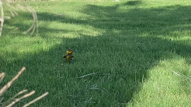 Cape May Warbler - ML349256801