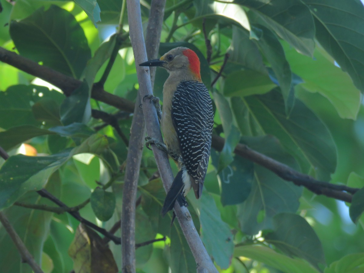 Golden-fronted Woodpecker - ML349258331
