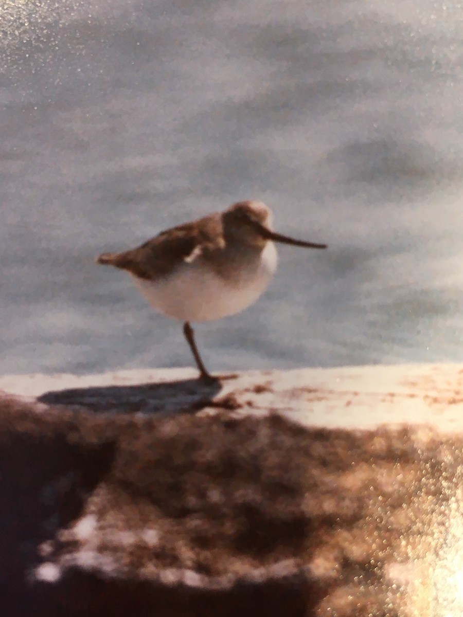 Terek Sandpiper - ML349260911