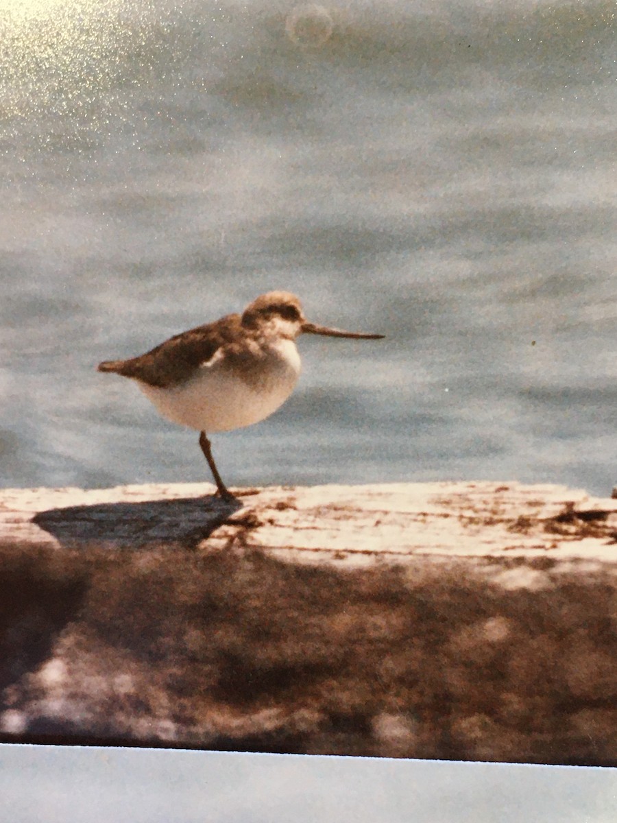 Terek Sandpiper - ML349260921