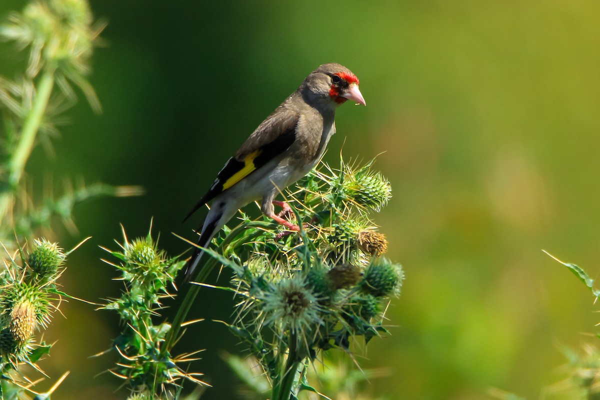 Gray-crowned Goldfinch - ML349261021