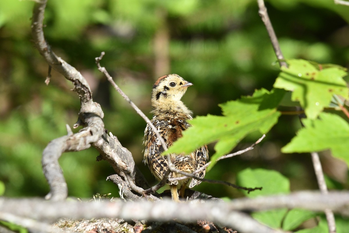 Spruce Grouse - Devin Johnstone