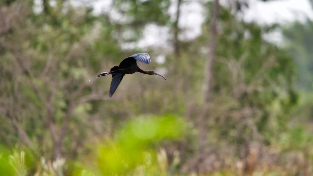 Glossy Ibis - ML349261931