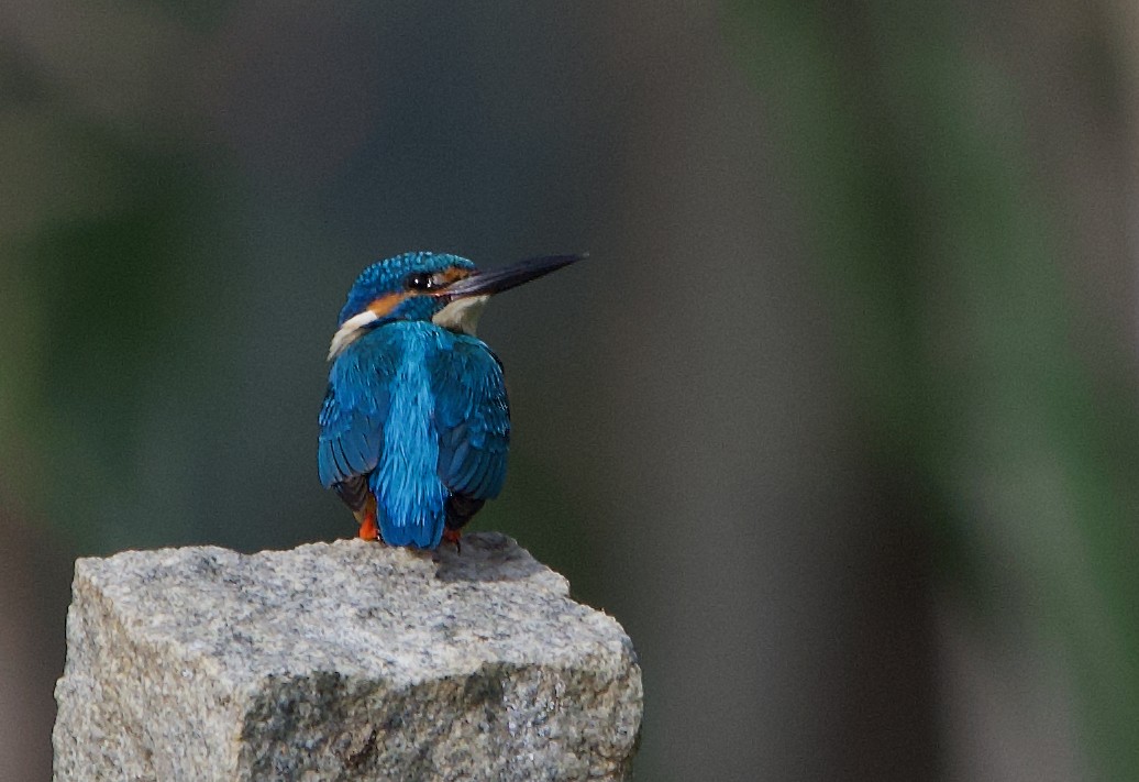 Common Kingfisher - Anil Nair