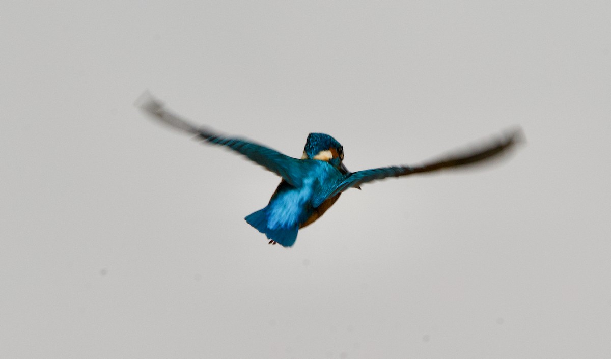 Common Kingfisher - Anil Nair
