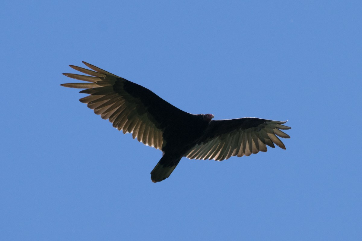 Turkey Vulture - ML349264451