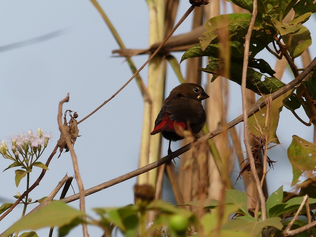 estrildid finch sp. - ML349264891