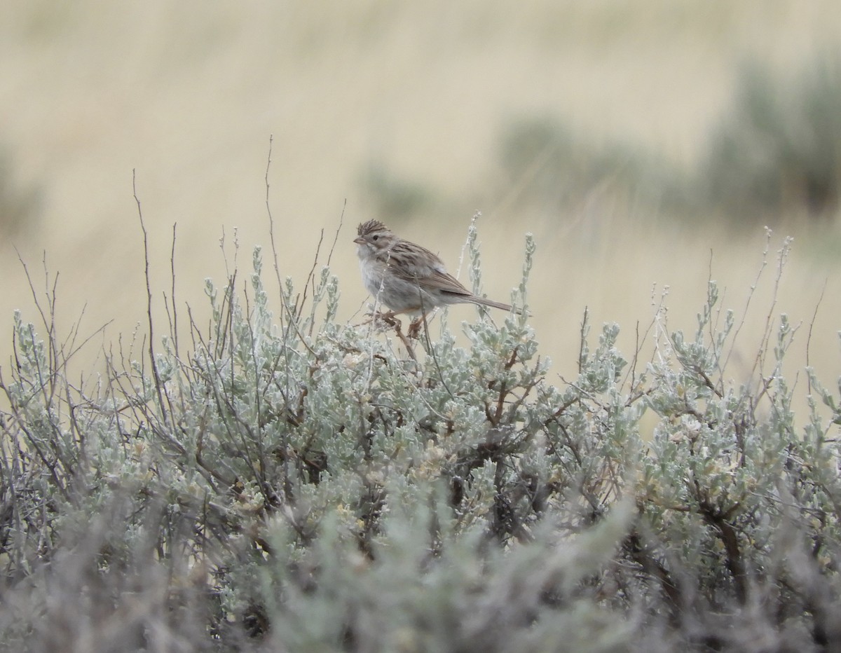 Brewer's Sparrow - ML349264931