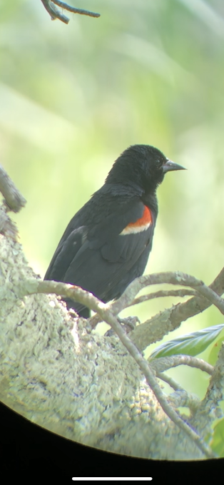 Red-winged Blackbird - Gwen HK