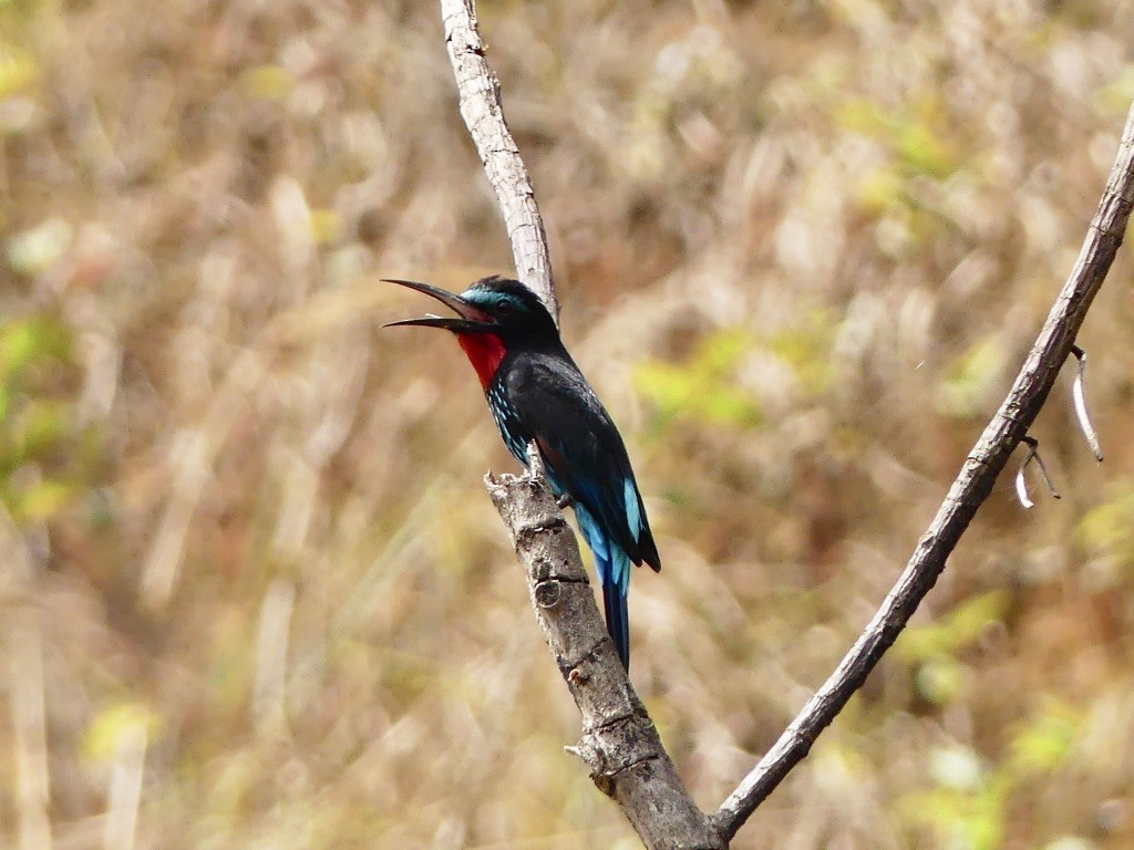 Black Bee-eater - ML349265471