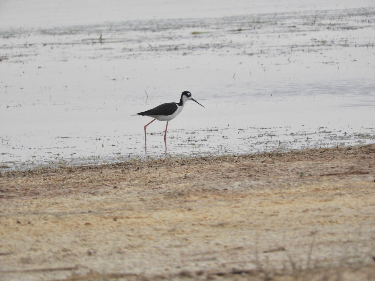 Black-necked Stilt - ML349266161