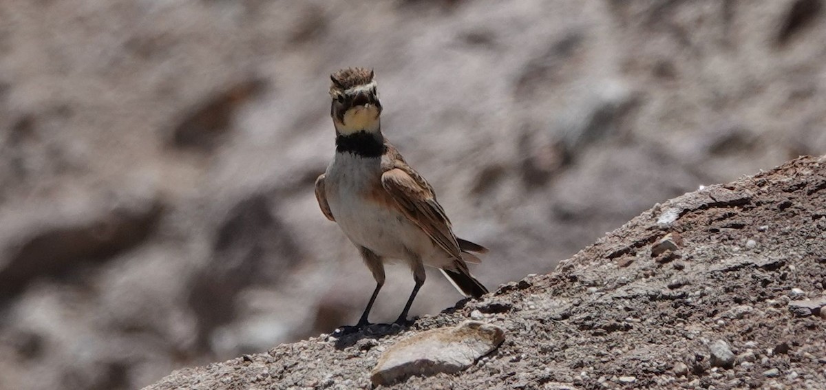 Horned Lark - ML349266441