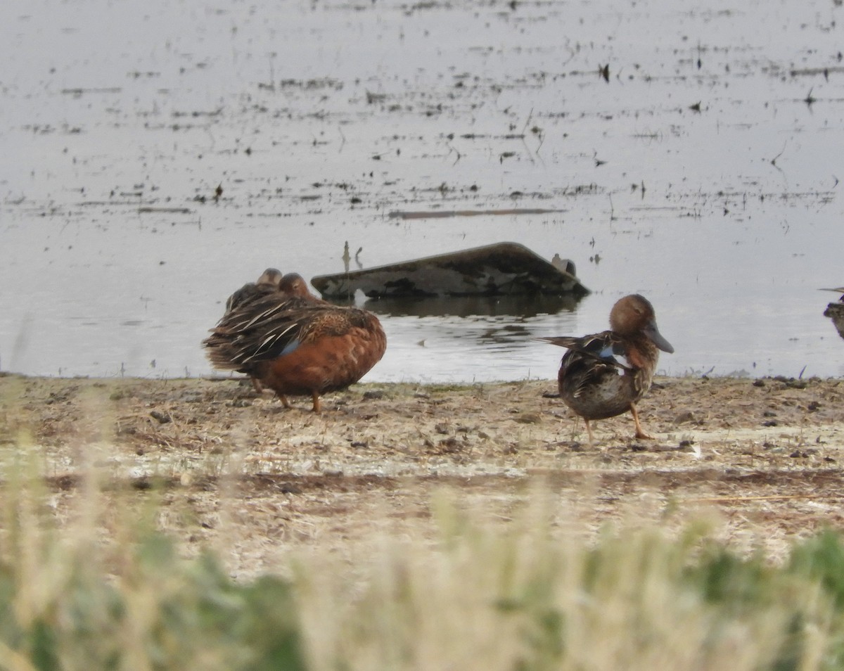 Cinnamon Teal - ML349266461