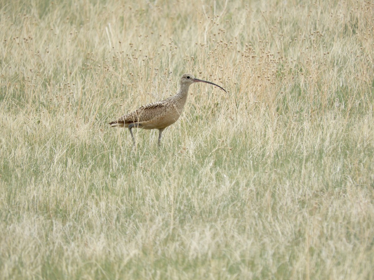 Long-billed Curlew - ML349266781