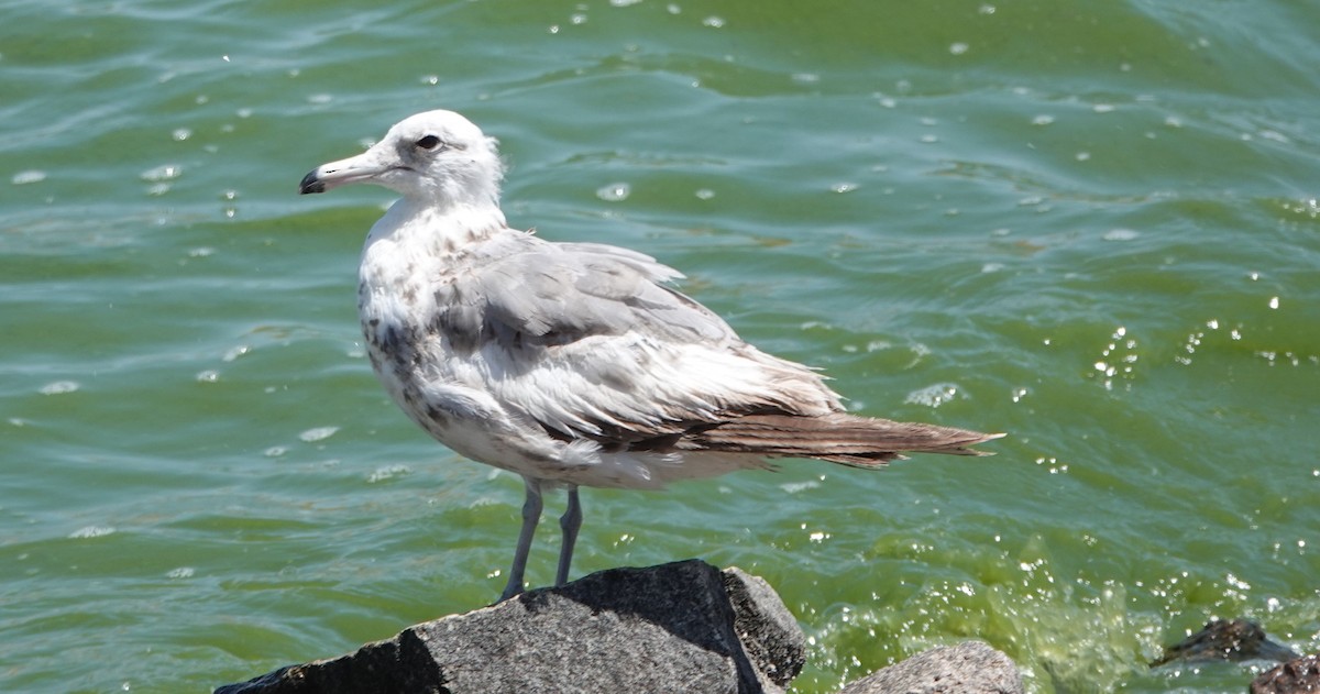 Gaviota Californiana - ML349266871