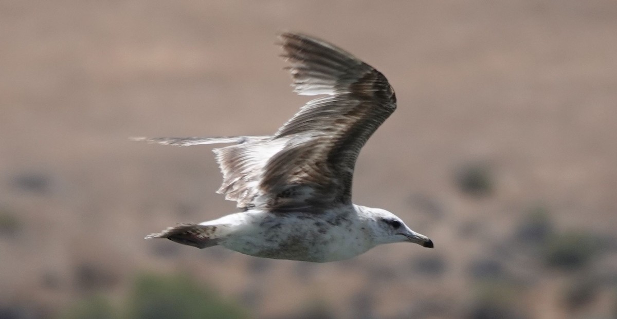 California Gull - Brad Rumble