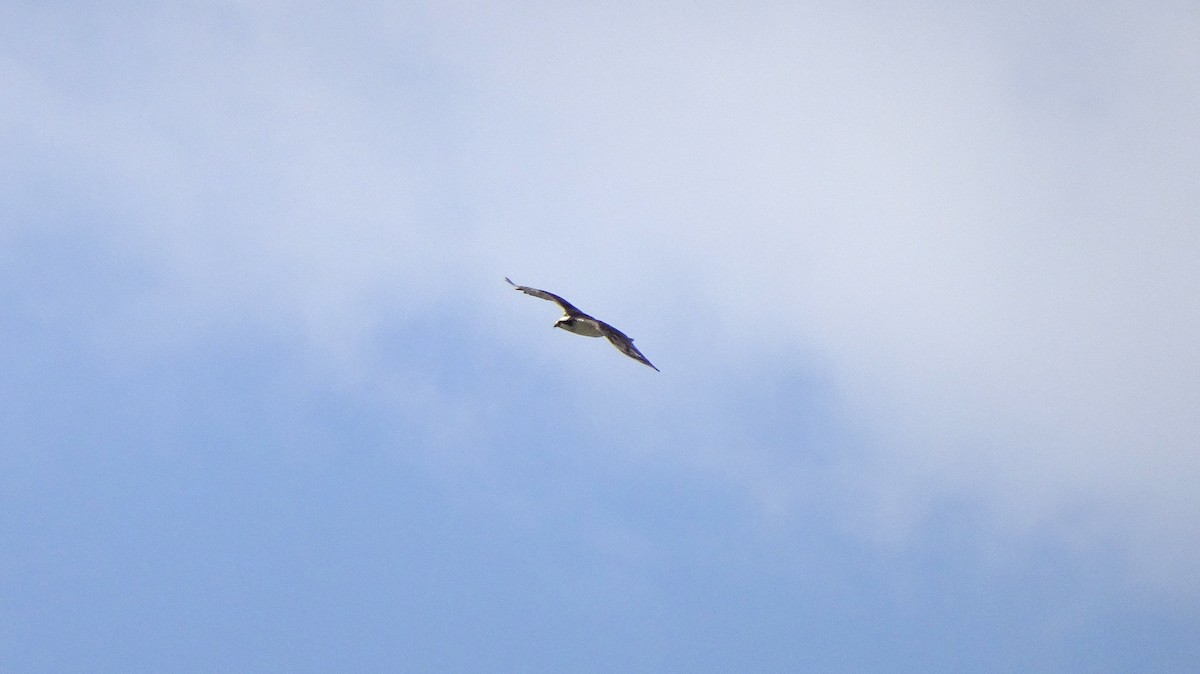 Águila Pescadora - ML349267871