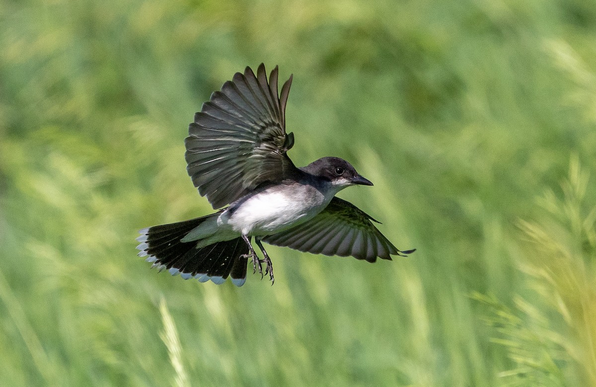 Eastern Kingbird - ML349269601