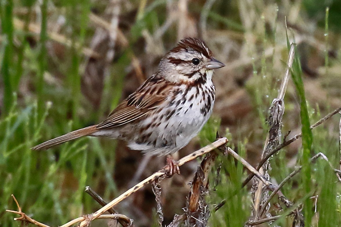 Song Sparrow - Douglas Faulder