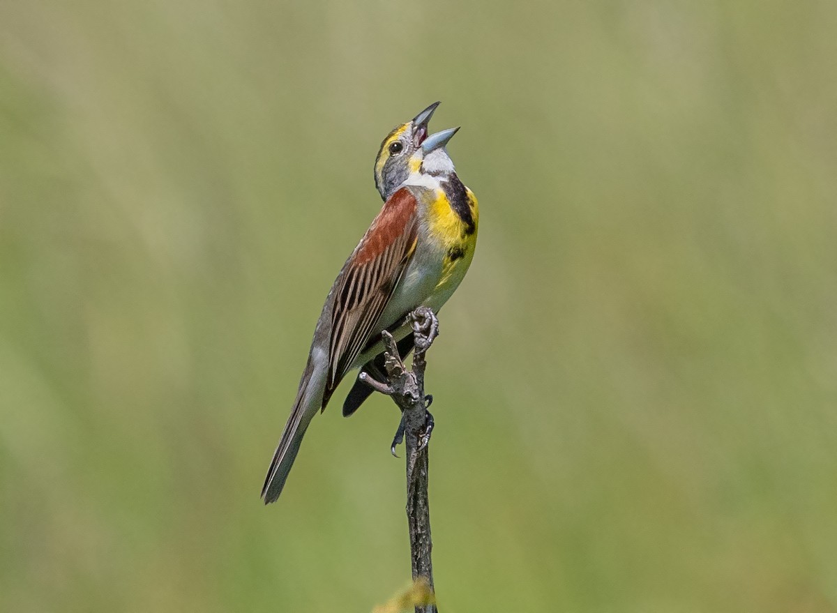 Dickcissel - ML349269921