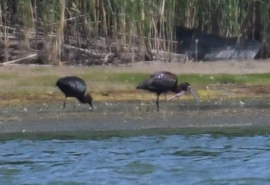 White-faced Ibis - ML349270361