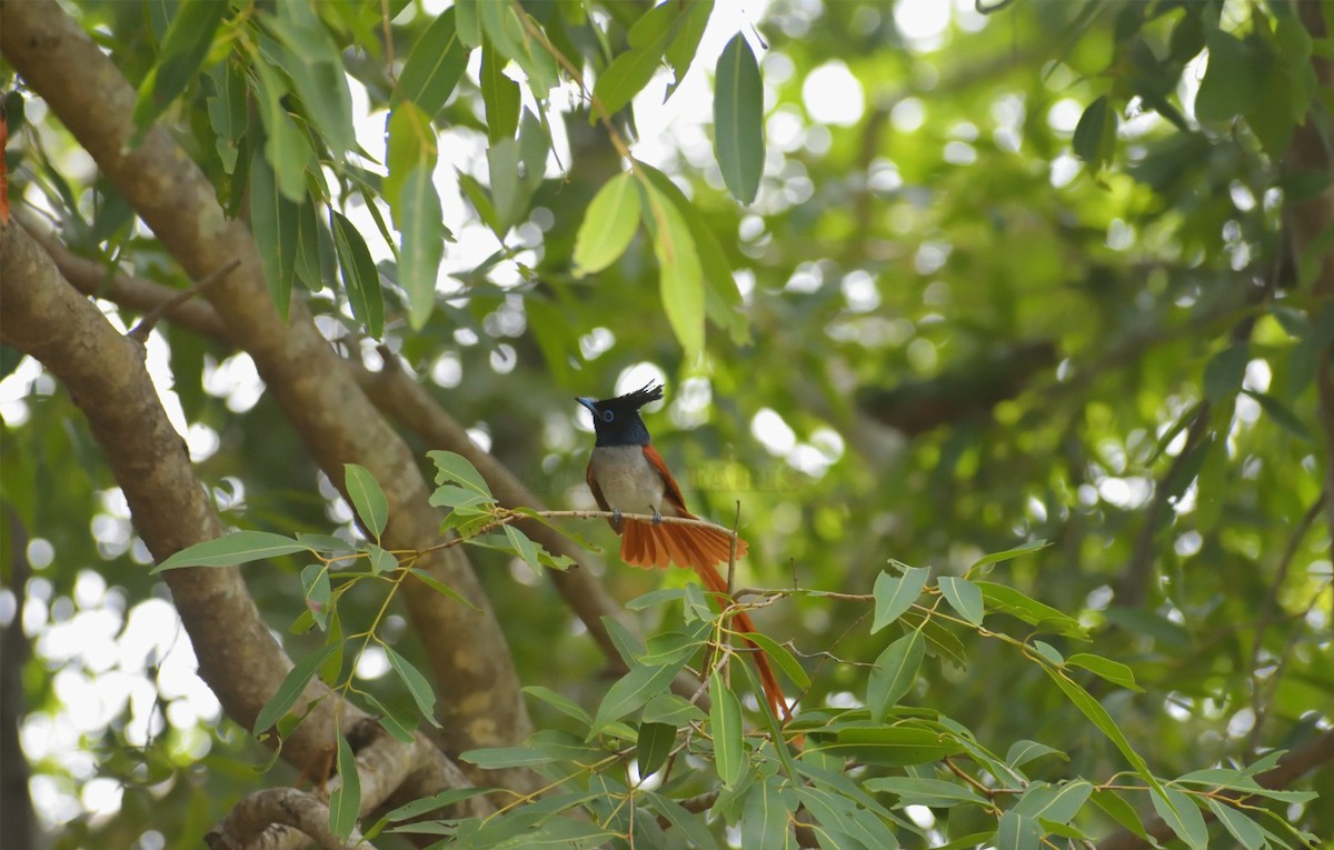 Indian Paradise-Flycatcher - ML349270481