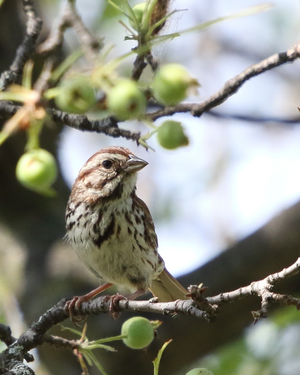 Song Sparrow - ML349271671