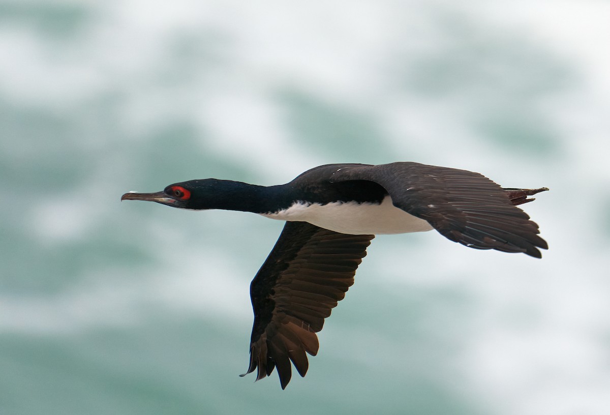 Guanay Cormorant - Luis Salazar Vargas 🇨🇱