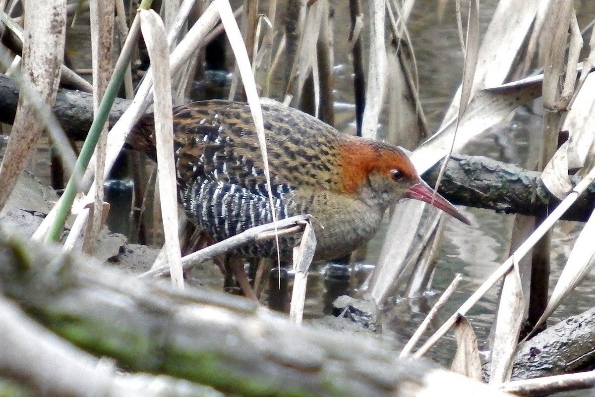 Lewin's Rail - Don Roberts