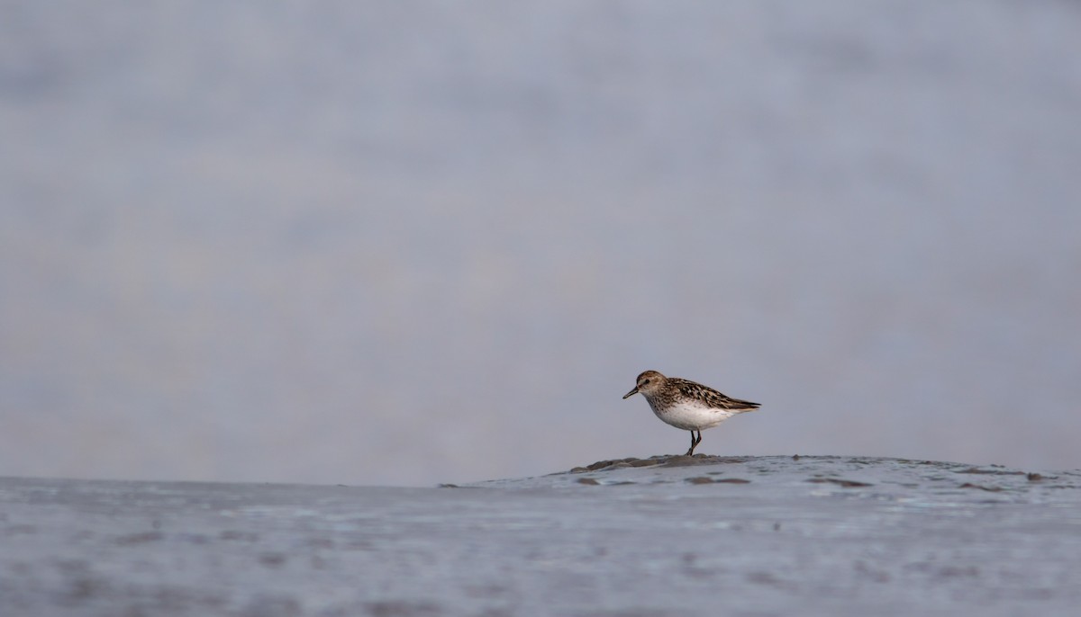 Semipalmated Sandpiper - ML349276831