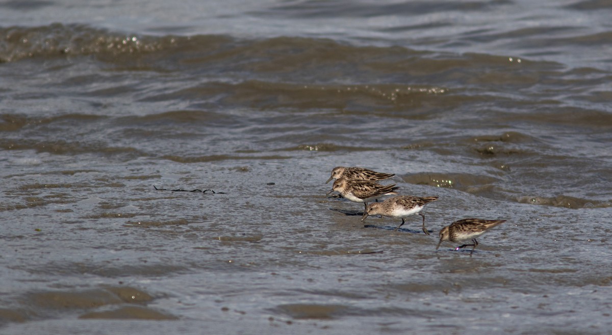 Semipalmated Sandpiper - ML349276921