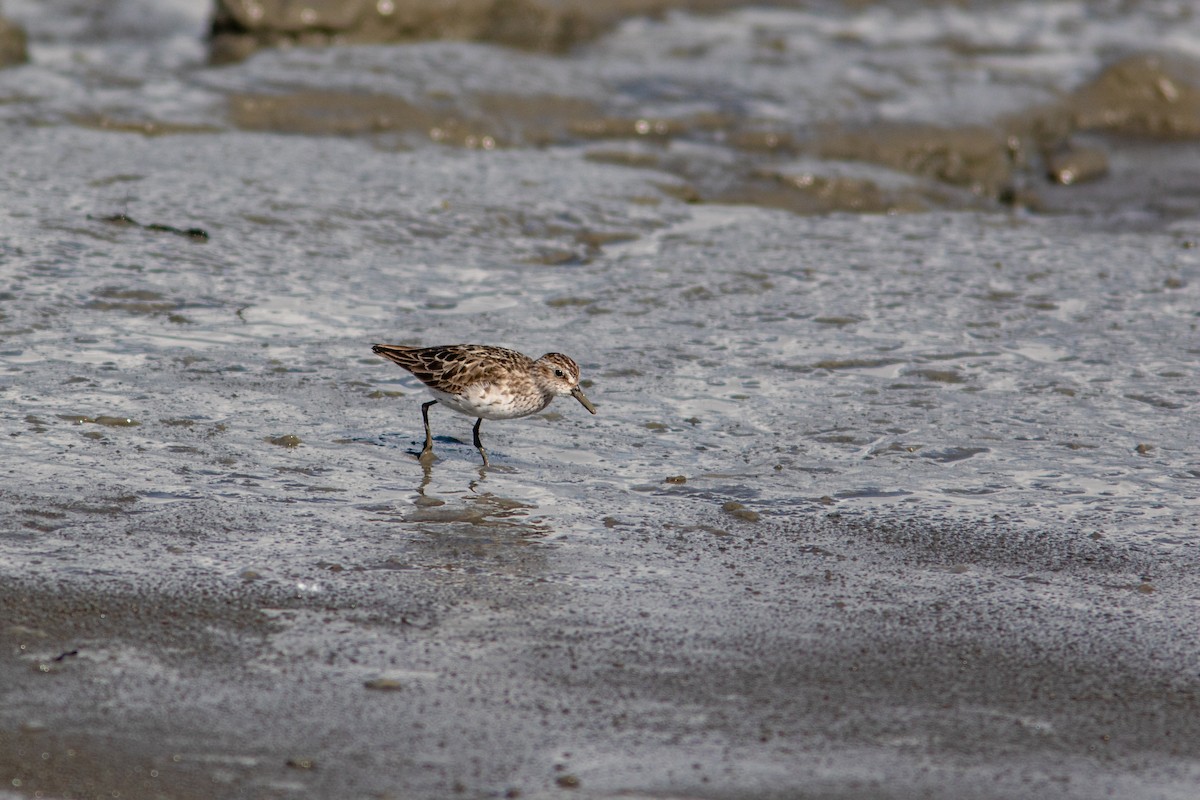 Semipalmated Sandpiper - ML349276931