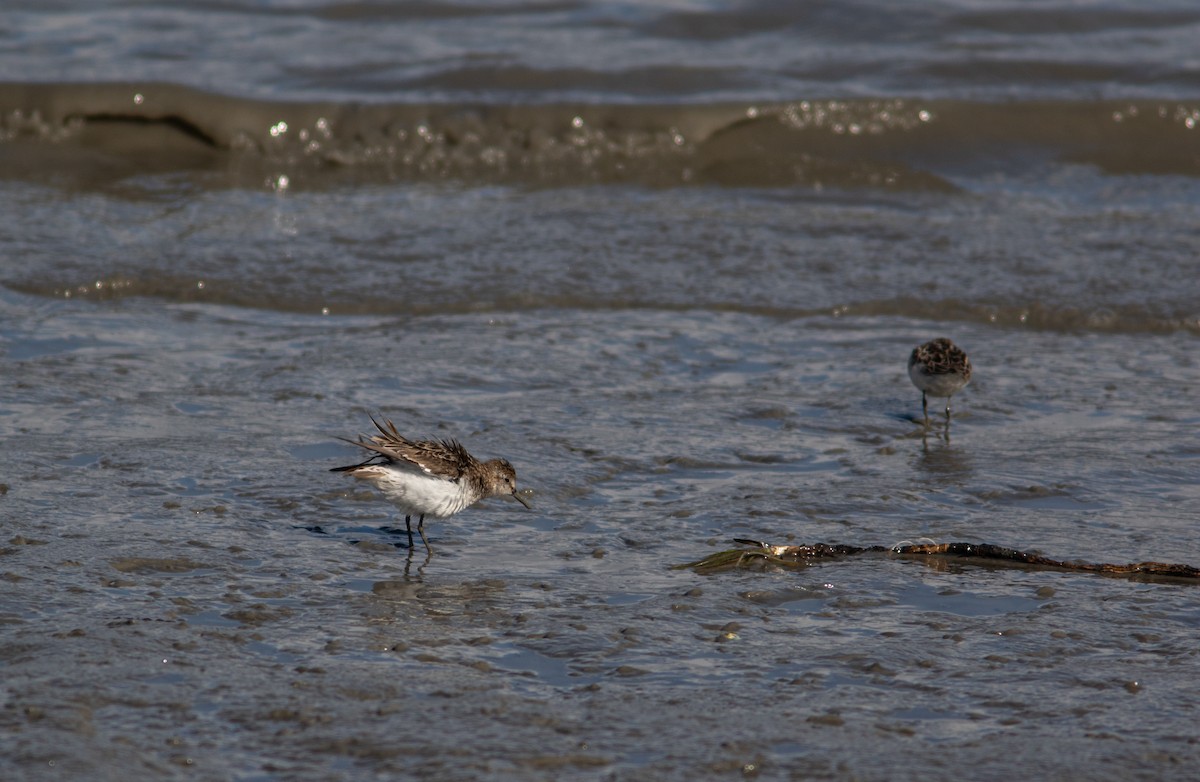 Semipalmated Sandpiper - ML349276961