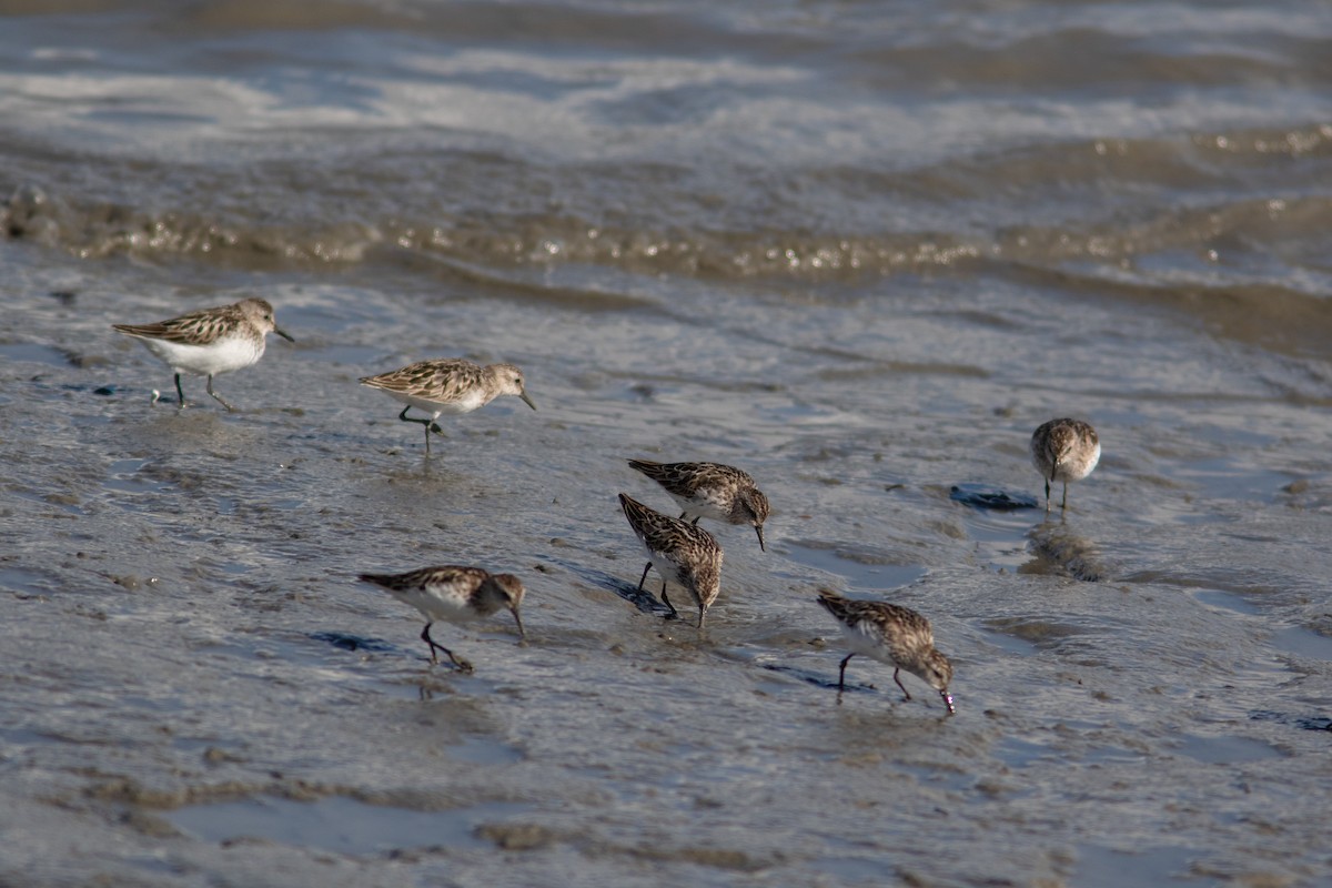 Semipalmated Sandpiper - ML349277031