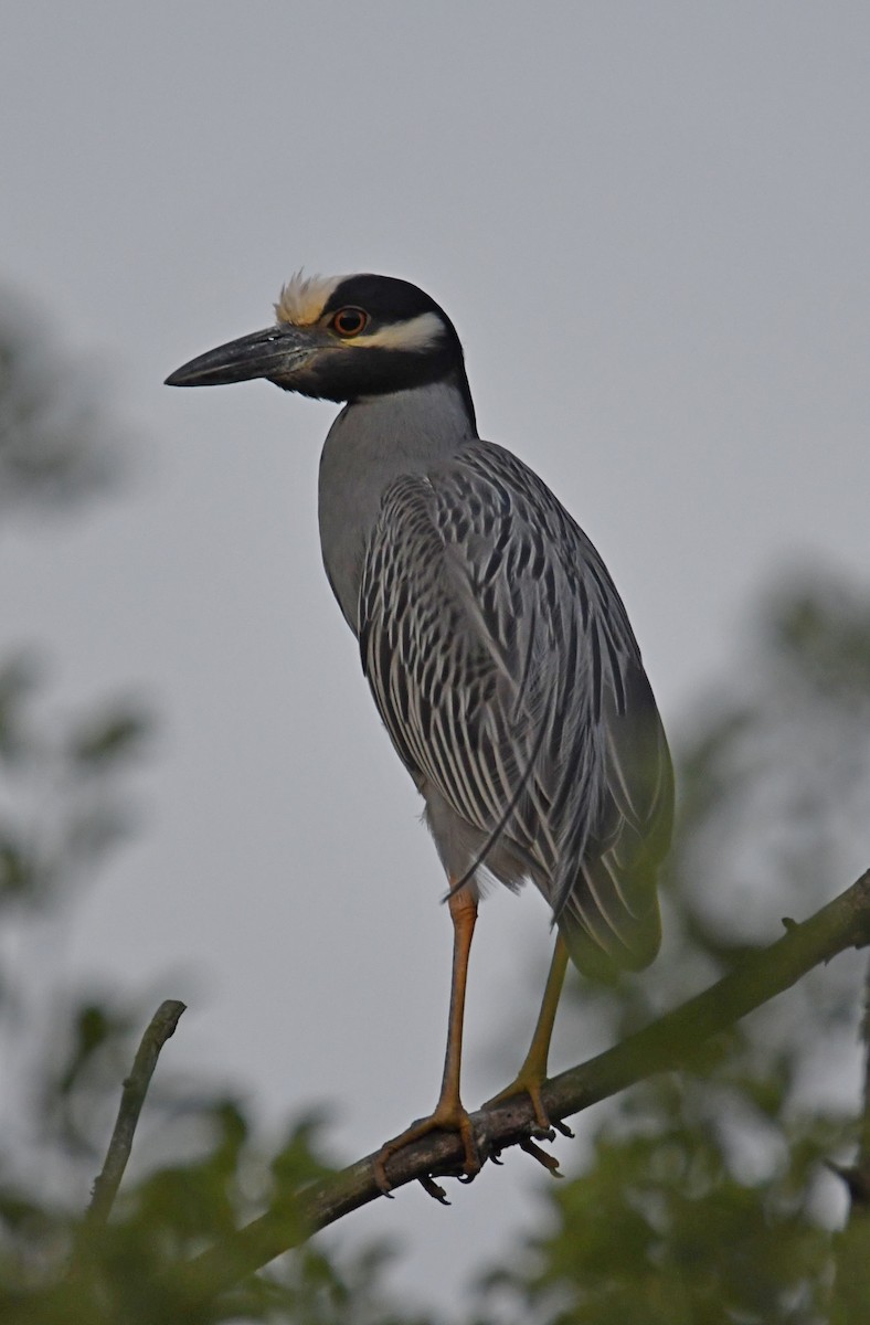 Yellow-crowned Night Heron - Andrew Gaerte