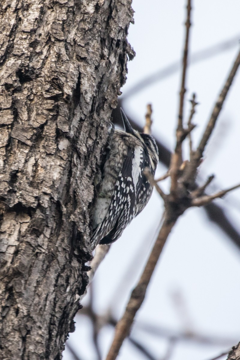 Yellow-bellied Sapsucker - ML349278031