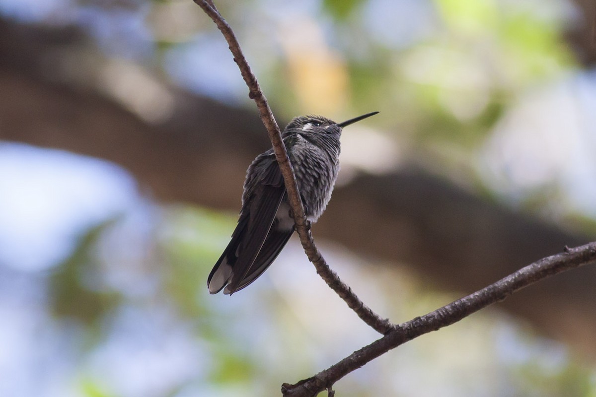 kolibřík blankytohrdlý - ML349280361