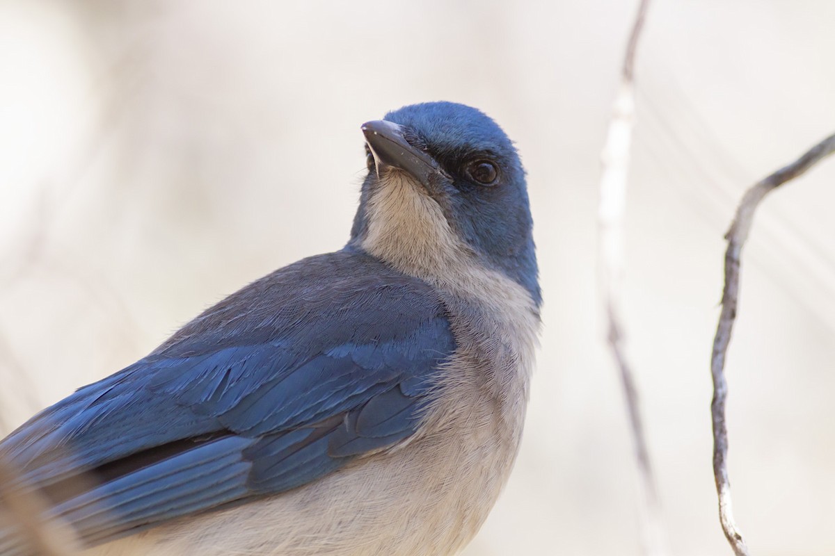 Mexican Jay - ML349280421