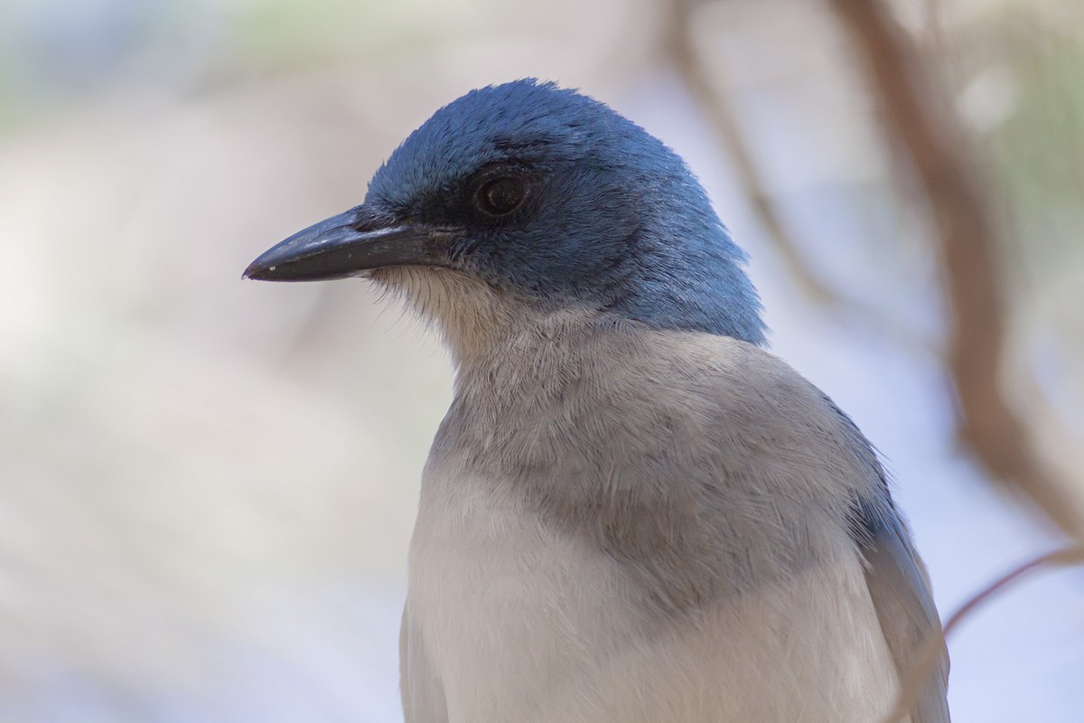 Mexican Jay - ML349280441