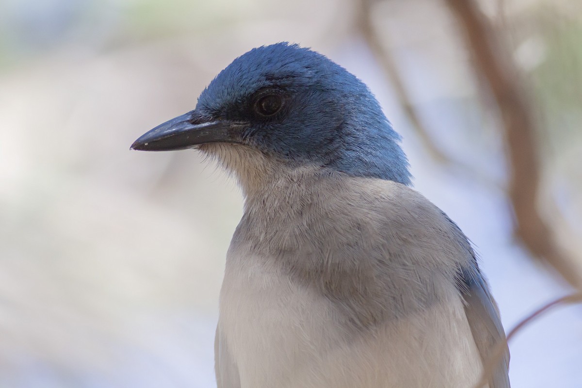 Mexican Jay - Michael Todd