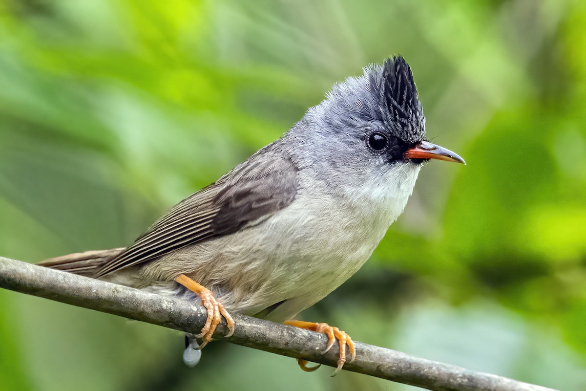 Black-chinned Yuhina - Su Li