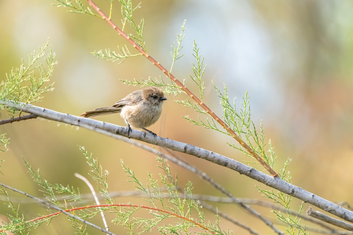 Bushtit - Roger Smith