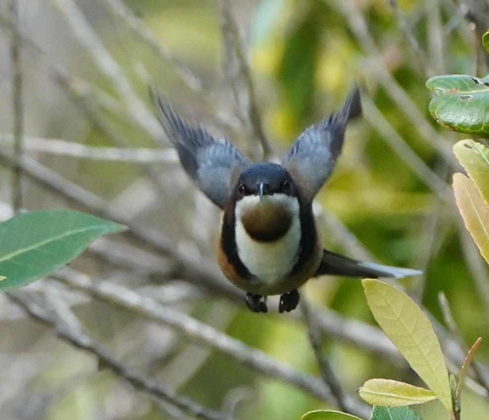 Eastern Spinebill - ML349287001