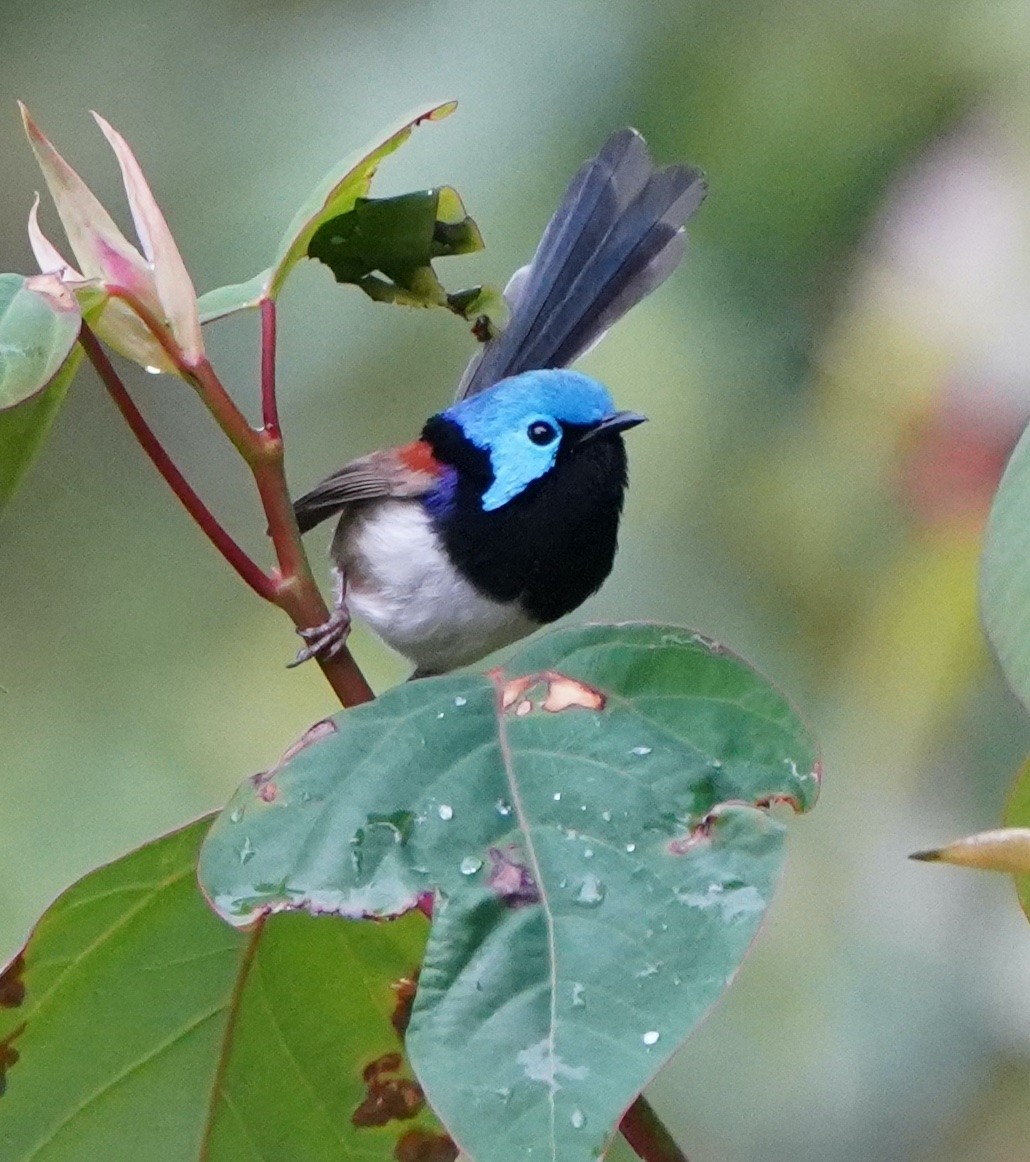 Variegated Fairywren - ML349287031