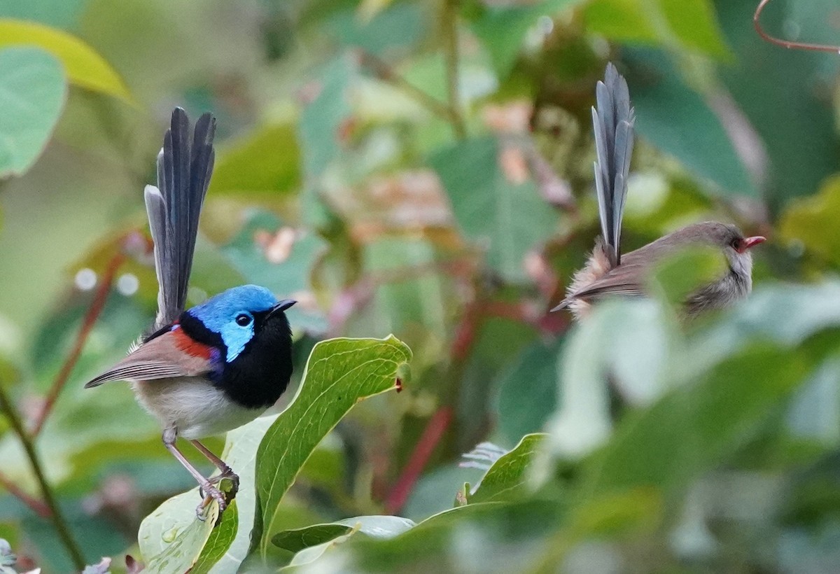 Variegated Fairywren - ML349287061